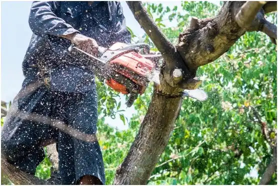 tree services Burnsville